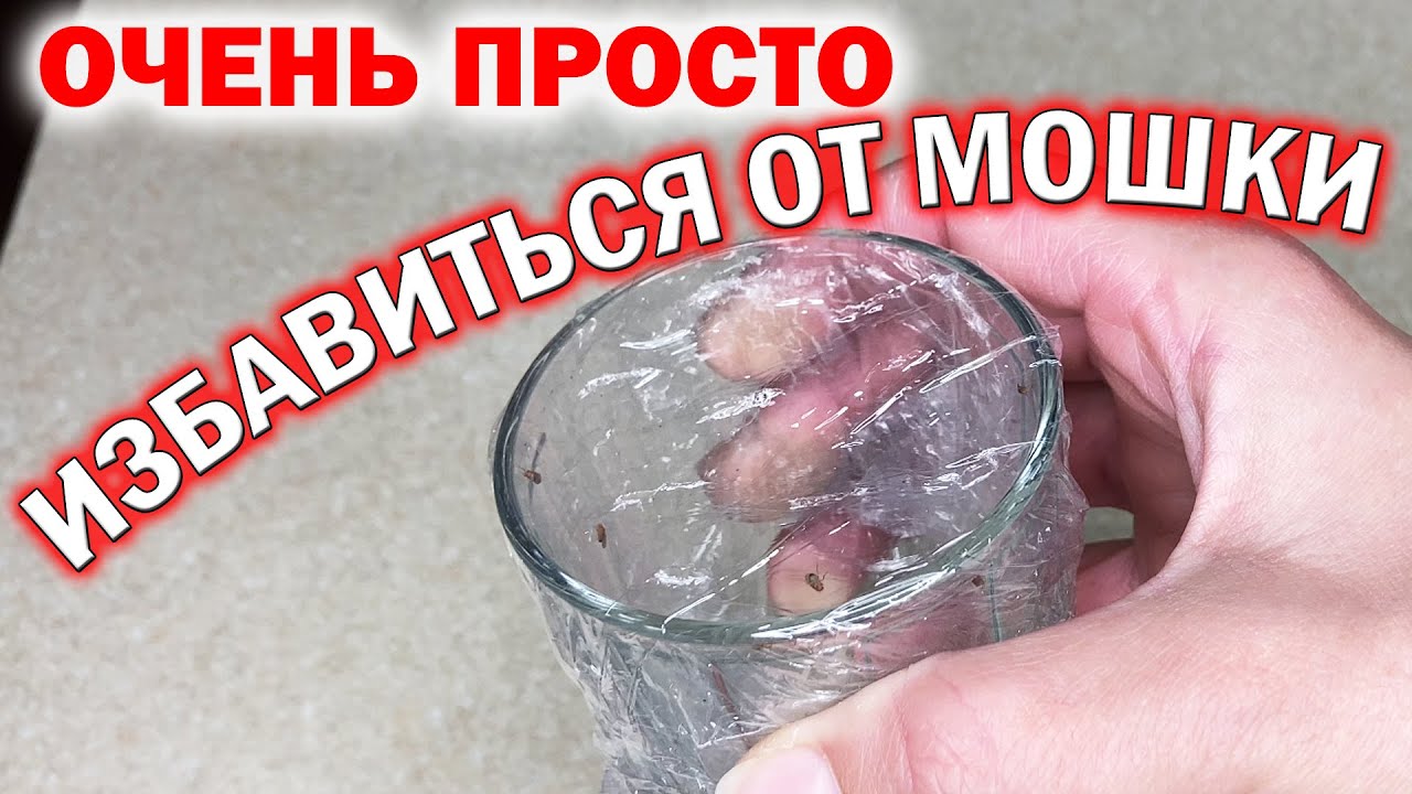 Причины появления мошек в доме